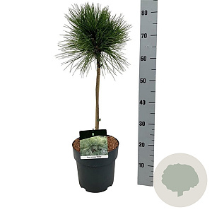 Pinus resinosa 'Pillnitz' 40 cm stam 5,0L