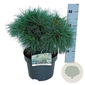 Pinus strobus 'Blue Shag' 30-40 cm 4,5L