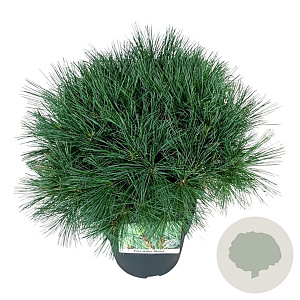 Pinus strobus 'Minima' 30-40 cm 4,5L