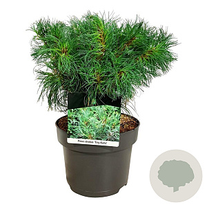 Pinus strobus 'Tiny Kurls' 25-30 cm