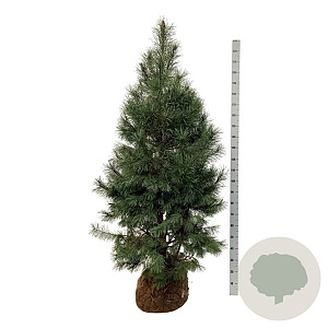 Pinus sylvestris 175-200 cm draadkluit extra