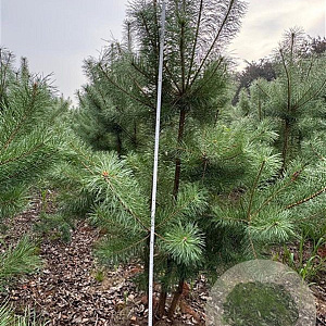 Pinus sylvestris 200-250 cm draadkluit meerstammig