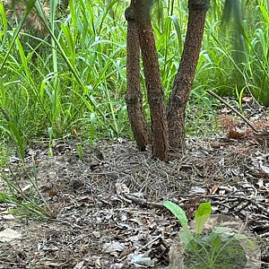 Pinus sylvestris 200-250 cm draadkluit meerstammig