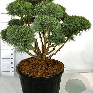 Pinus sylv. 'Watereri' 100-125 cm cont. 230L bonsai
