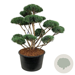 Pinus sylv. 'Watereri' 125-150 cm cont. 285L bonsai