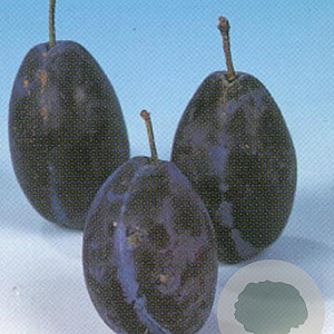 Prunus d. 'Hauszwetsche' 8-10 HO wortelgoed