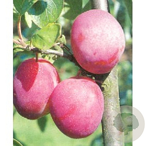 Prunus d. 'Victoria' 10-12 HA wortelgoed