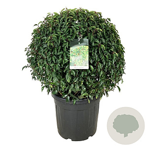 Prunus l. 'Angustifolia' 80-90 cm cont. 55L extra