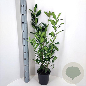 Prunus l. 'Caucasica' 60-80 cm 4,0L
