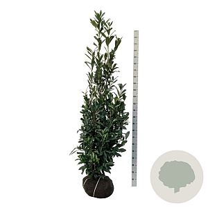 Prunus l. 'Caucasica' 175-200 cm met kluit extra