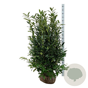 Prunus l. 'Herbergii' 125-150 cm met kluit extra