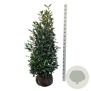 Prunus l. 'Herbergii' 150-175 cm met kluit extra