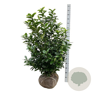 Prunus l. Kleopatra 100-125 cm met kluit extra