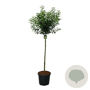 Prunus lusitanica 'Brenelia' 120-140 cm 30L