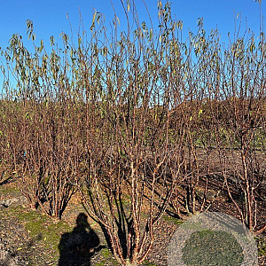Prunus serrula 150-175 cm met kluit meerstammig