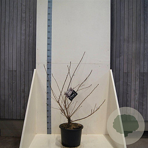 Prunus yedoensis 100-125 cm 20L meerstammig