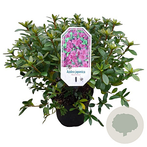 Rhododendron 'Blaue Donau' 25-30 cm 4,0L