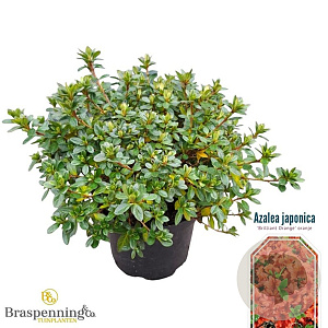 Rhododendron 'Brilliant Orange' 25-30 cm 4,0L
