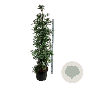 Sequoia s. 'Winter Blue' 200-225 cm cont. 70L extra