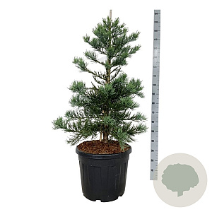 Sequoiadendron g. 'Glaucum' 100-125 cm cont. 55L extra