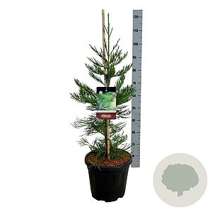 Sequoiadendron g. 'H. Mamm. Three' 80-100 cm 15L