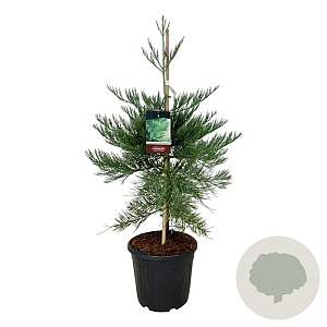 Sequoiadendron g. 'H. Mamm. Three' 80-100 cm 30L extra
