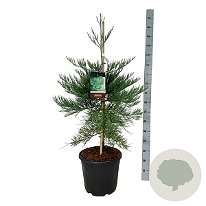 Sequoiadendron g. 'H. Mamm. Three' 80-100 cm 30L extra