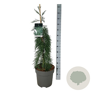 Sequoiadendron g. 'Pendulum' 80-100 cm 15L