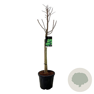 Taxodium dist. 'Pevé Minaret' 60 cm stam 15L