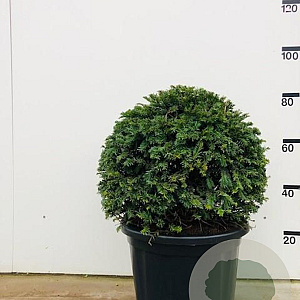 Taxus baccata 55-60 cm met kluit bol extra