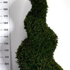 Taxus baccata 175-200 cm cont. 130L spiraal