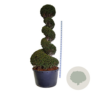 Taxus baccata 200-225 cm cont. 230L spiraal