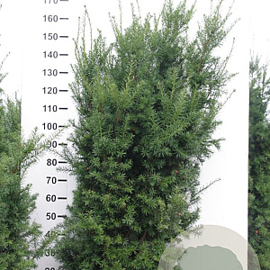 Taxus media 'Hicksii' 160-180 cm met kluit extra