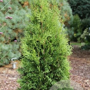 Thuja occidentalis 'King of Brabant' 225-250 cm met kluit extra