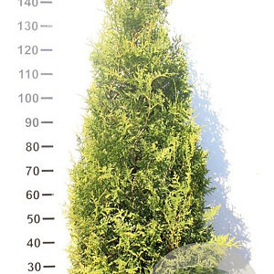Thuja occ. 'Brabant' 160-180 cm met kluit