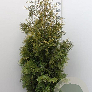Thuja occ. 'Brabant' 160-180 cm met kluit