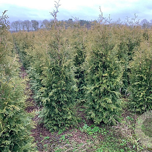 Thuja occ. 'Brabant' 160-180 cm met kluit