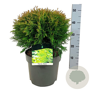 Thuja occ. 'Danica' 35 cm 6,5L