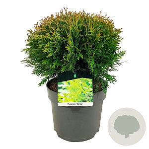 Thuja occ. 'Danica' 35 cm 6,5L