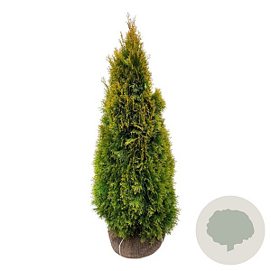 Thuja occ. Golden Smaragd 100-120 cm met kluit extra