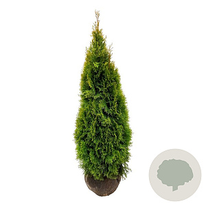 Thuja occ. Golden Smaragd 120-140 cm met kluit extra