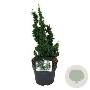 Thuja occ. Primo 25-30 cm
