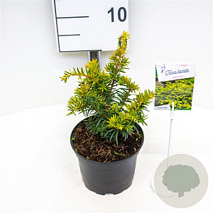 Thuja occ. 'Rheingold' 20-25 cm 2,0L