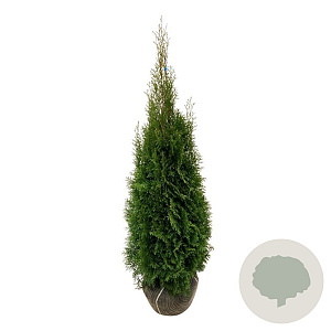 Thuja occ. 'Smaragd' 120-140 cm met kluit