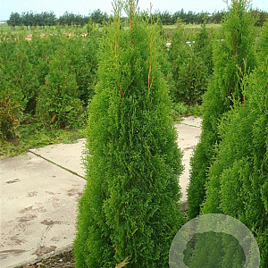 Thuja occ. 'Smaragd' 120-140 cm met kluit