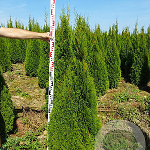Thuja occ. 'Smaragd' 140-160 cm met kluit