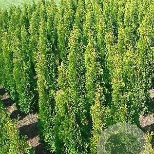Thuja occ. 'Smaragd' 140-160 cm met kluit