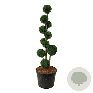 Thuja occ. 'Smaragd' 150-175 cm cont. 90L vormen