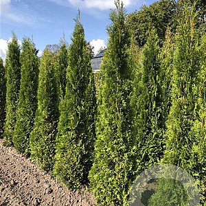 Thuja occ. 'Smaragd' 180-200 cm met kluit