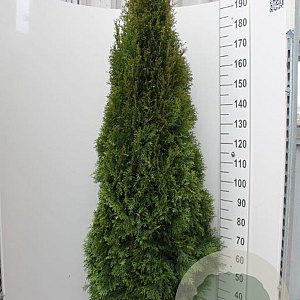 Thuja occ. 'Smaragd' 180-200 cm met kluit